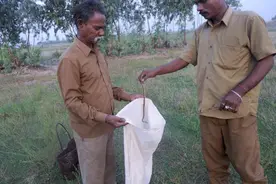 泛滥的印度眼镜蛇，却变成印度人的“摇钱树”？为何越抓越多？图片