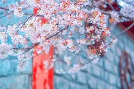 三月樱花开！9首樱花诗词，共赏诗意春天图片