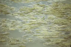 「中央生态环保督察」一管道坍塌致污水流进西干渠！市住建部门迅速截污修复图片