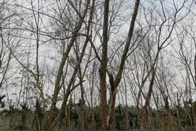 在海南，每棵椰子都值得尊重！图片