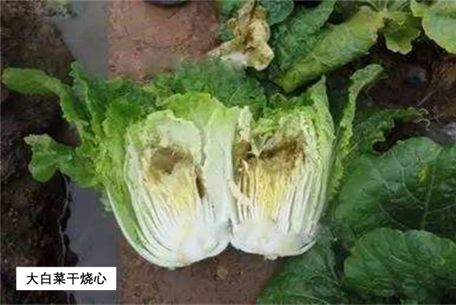 植物必需元素之骨骼元素