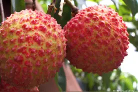 广西灵山荔枝市场：越贵的品种就越多人抢购，电商走货成主因图片