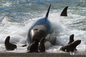 1只智商顶格的虎鲸，和人类合伙捕鲸，有人说它是鲸奸图片