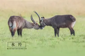 【世界动物日】用行动诠释爱你图片