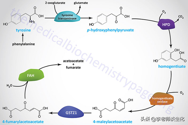 氨基酸的碳架氧化（二）