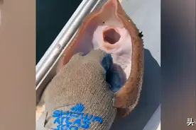 视频 | 鳐鱼被渔夫“挠痒痒”忍不住“笑哈哈”，网友：住手！别虐待它图片