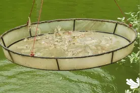 馋~ 辛安渡首茬南美白对虾丰收！图片