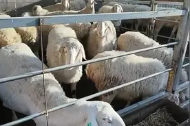 养羊这样搞，几乎可以说都是赔钱的开始图片