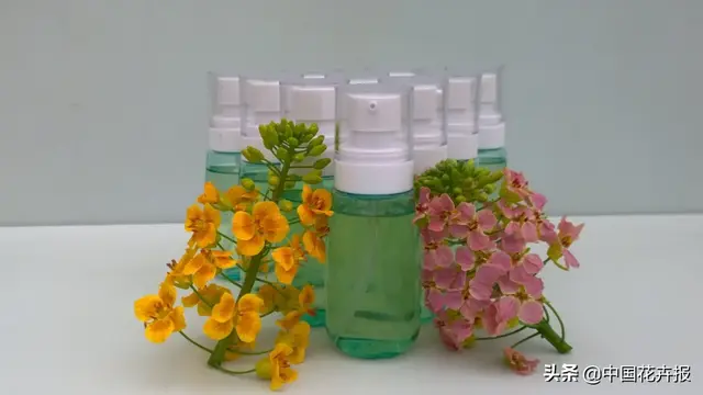 北国杏花初绽，江南已是油菜花漫山，“可甜可盐”的彩色油菜花，爱了！