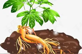 长白山中的梅花鹿认识救命的老山参，蘑菇老人却叫它“鹿衔草”图片