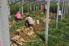 生姜大棚栽培技术要点有哪些？注意以下几点，其他基本不是事儿图片