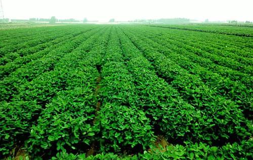 农民种花生，关于使用花生三遍药，给大家一些建议