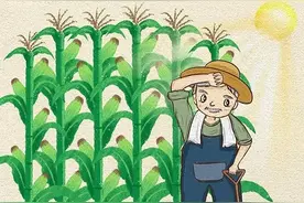 一粒种子的“自述”图片