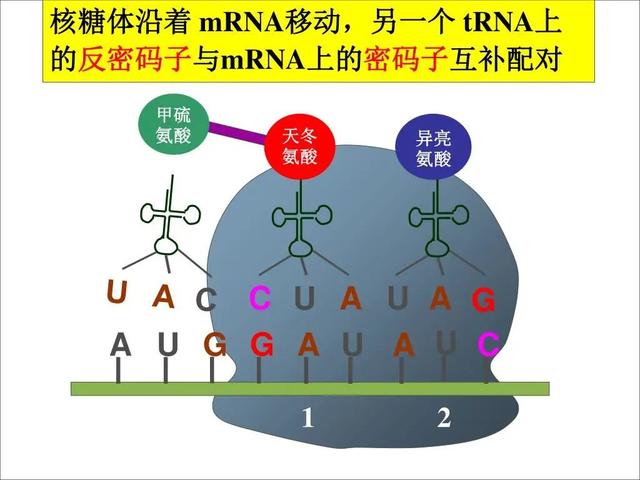 DNA里隐藏了生命所有的秘密，这是怎么实现的？