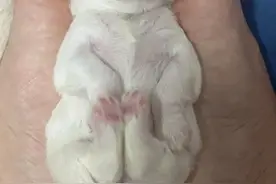 最喜欢的狗子生了六只崽崽怎么办？图片