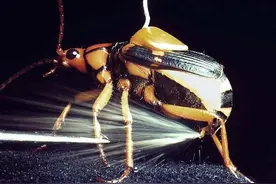 尾部架有“炮管”，能喷射100℃毒雾，2厘米长甲虫是如何做到的？图片