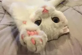 三大猫咪与狗狗疫苗的谣言，多年来踩过的坑，你遇到过几个？图片