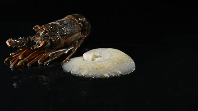 花胶响螺鲍鱼 2026年花胶鲍鱼响螺片汤的功效