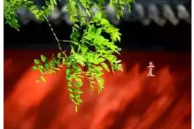 立夏前后这样推拿   抓住提升抵抗力的大好时机图片