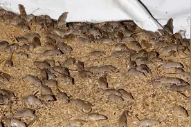 围攻悉尼，欺负家猫，澳大利亚老鼠泛滥，鱼肚子里全是老鼠遗骸图片
