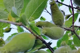 无  名  果图片