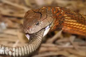 身为蛇中“霸王”的眼镜王蛇，却因捕蛇“操作失误”，险些被噎死图片