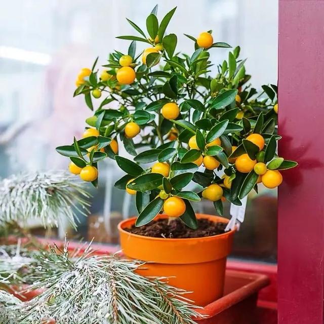 在阳台种这9种水果，结果又快又多，随吃随摘，新鲜、健康又省钱