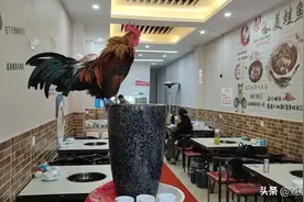 成都一火锅店柜台上养活鸡招财，店主：它是合伙人之一图片