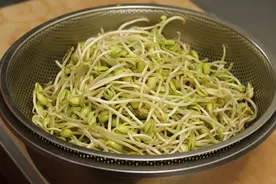 教你在家发豆芽，不用土壤不用肥料，5天就能吃，营养脆嫩又干净图片