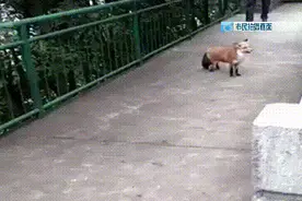 西山惊现一只漂亮的小狐狸，管理方却怒了图片