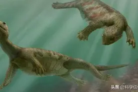 没了龟壳的乌龟，还能存活吗？龟壳到底是什么？图片