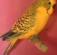黄绿鱼鳞鹦鹉
