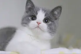 我家猫猫来我家第一天时写的日记图片