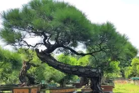 养好山松盆景先养根，怎样才能养好山松根？图片