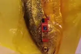 浙江渔民捕获7斤重野生大黄鱼，价格或达数万，为啥能卖这么贵？图片