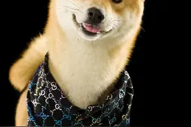 因表情包蹿红于网络的日本柴犬好养么？它的优缺点及注意事项图片