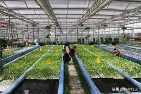 鱼菜共生？别被表象迷惑！虚假的繁荣背后，还隐藏着这些“坑”图片