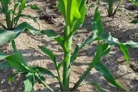 玉米“丫子”究竟掰不掰？原因不只是高产，掰了有啥好处？图片