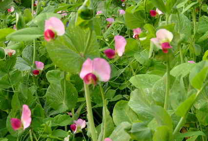 高中生物学习经验分享