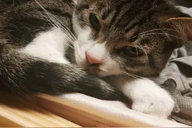 我家吐舌头的猫，巨可爱图片