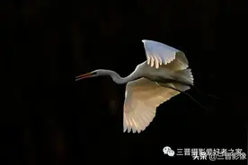 黑色背景的白鹭照片如何拍？其实注意这几点很容易拍摄图片