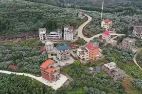 枇杷超甜！莆田这位副区长变身主播爱心助销图片