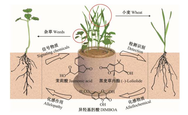 王国保卫战寂静森林（为了生存它们整日窃窃私语）