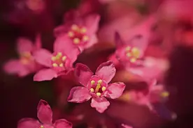 入了心的人，见与不见，是一世的想念图片