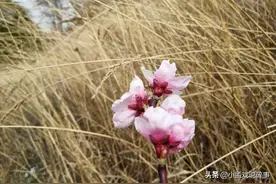 隔岸桃花红未半，枝头已有蜂儿乱。清梦断，亭亭伫立春宵短。图片