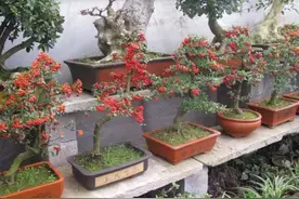 盆景不用买，5种常见的树，做成盆景漂亮又美观图片