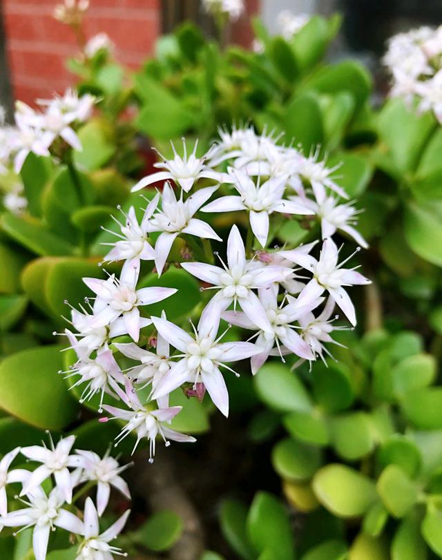 春天到了,20年的燕子掌盆栽又开花爆盆了,朋友邀约来赏花