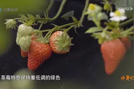 一起来看水果传6——夫妻果是什么？你是否也跌进了草莓的温柔乡?图片