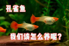 养孔雀鱼的难点在哪？知道最关键的这2点，轻松养好孔雀鱼图片