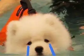 萌宠头像 |第一弹图片